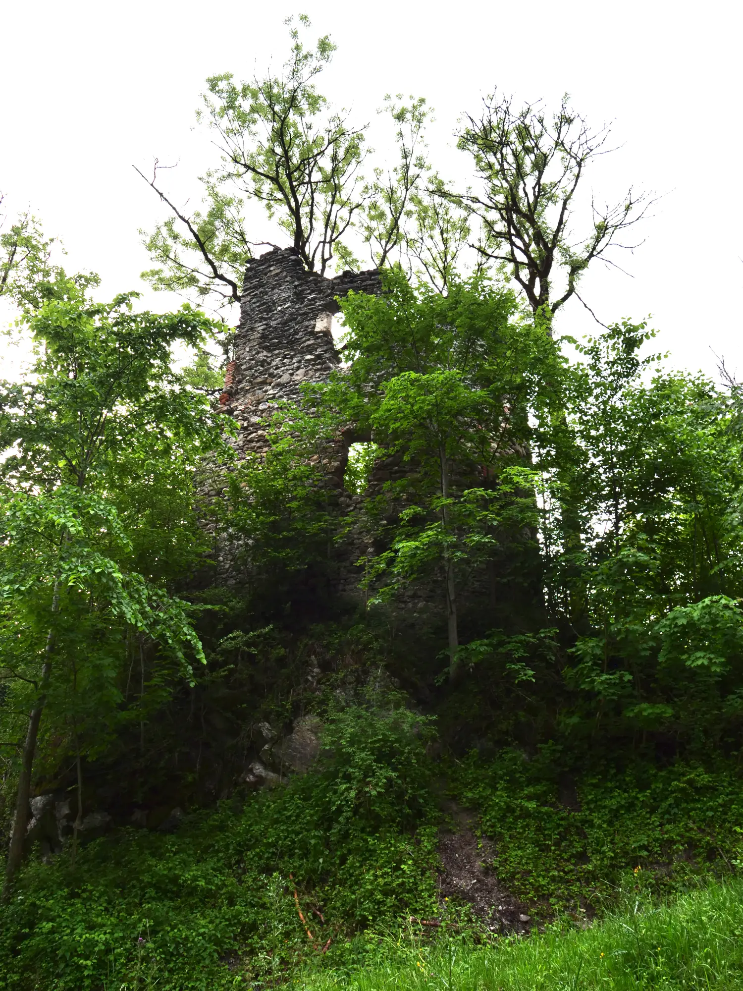 Burgruine Fluhenstein auf einem bewaldetem Hügel